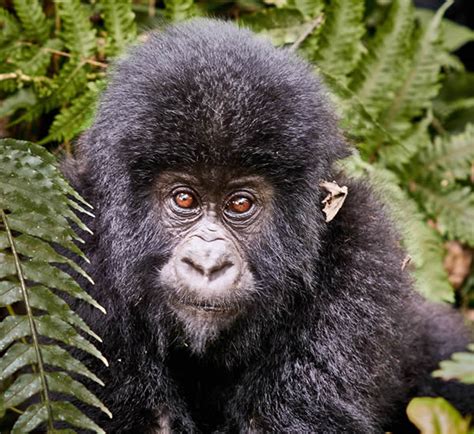 Bwindi Gorilla Habituation Safari In Uganda Gorilla Habituation