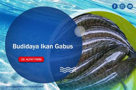 Budidaya Ikan Gabus Peluang Usaha Menjanjikan Jual Bibit Ikan Murah