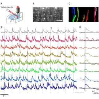 Imaging Cerebellar Purkinje Cells In Vivo Using Bulk Loading Of