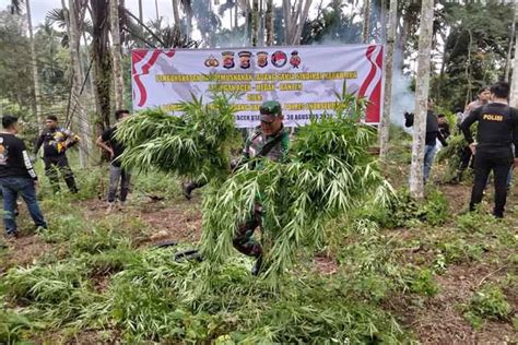 Ladang Ganja Seluas Tiga Hektare Di Aceh Utara Dimusnahkan Antara News