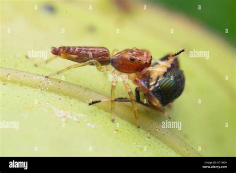 Jumping Spider with Prey Stock Photo - Alamy