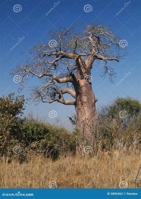 Afrikansk baobab arkivfoto. Bild av torrt, träd, lopp - 5805462