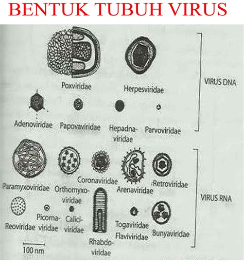 Virus Biology Picture