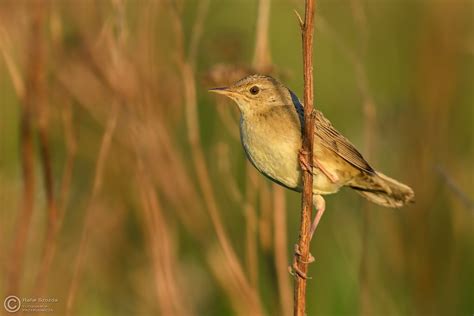 Świerszczak Common Grasshopper Warbler Locustella Naevia Flickr