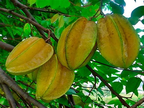 La Carambola Averrhoa Carambola Oxalidaceae Mundoforestal