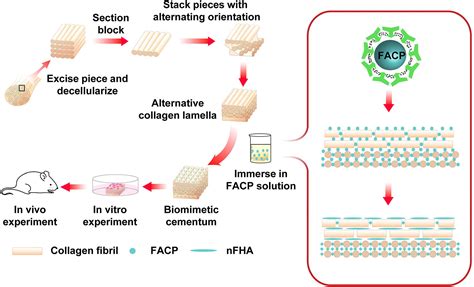 Frontiers The Construction Of Biomimetic Cementum Through A