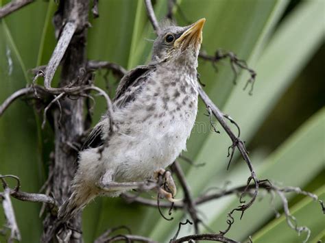Western Mockingbird Fledgling Stock Photo Image Of Bird Baby 22056610