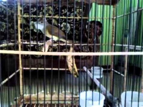 Cucak Jenggot Betina Isian Gereja Tarung Untuk Masteran Burung Anda