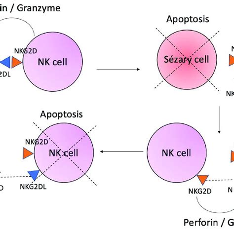 Trogocytosis process. The interaction of Sézary cells and NK cells by ...