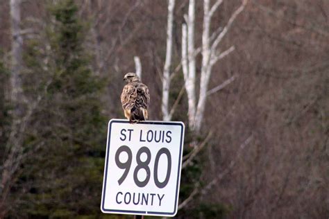 Hawks in Kansas (11 Species with Pictures) - Wild Bird World