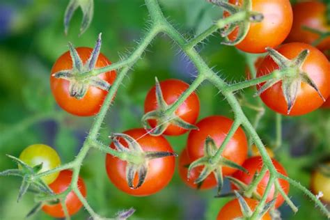 The Tiny Tim Tomato Minneopa Orchards