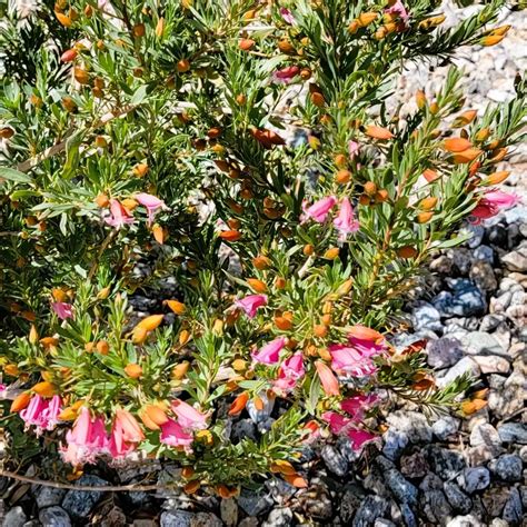 Emu Bush Easter Egg Desert Shade Nursery