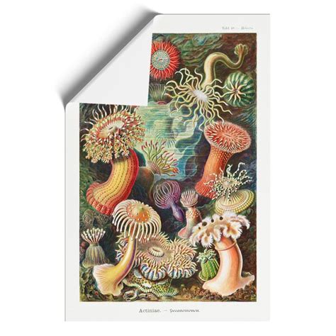 East Urban Home Sea Anemone Actiniae By Ernst Haeckel Unframed