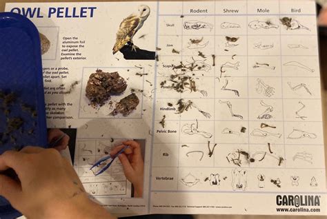 Owl Pellet Dissection Kit Etsy