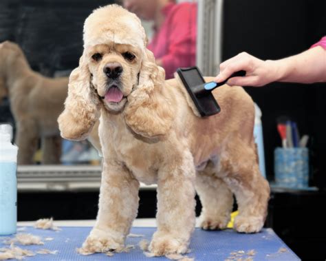 The Cocker Spaniel Haircut: A Guide to Grooming & Styling [With Photos ...