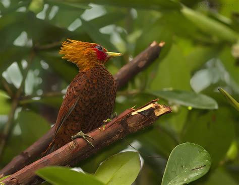 Carpintero Castaño Celeus Castaneus Mundiaves