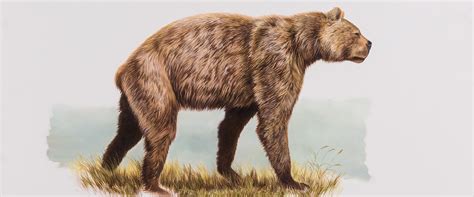 Giant Short Faced Bear Yukon Beringia Interpretive Centre