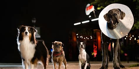 'Strays' Review: This R-Rated Talking Dog Comedy Delivers