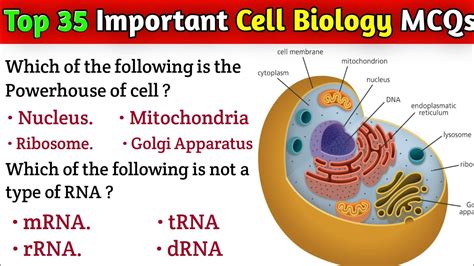 Most Important Cell Biology Mcqs Biology Cell Structure And Function