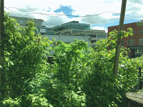 Poison Hemlock Conium Maculatum April 2018 Weed Of The Month