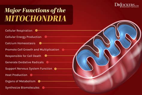 Mitochondrial Health 5 Ways To Improve Cellular Energy Cellular