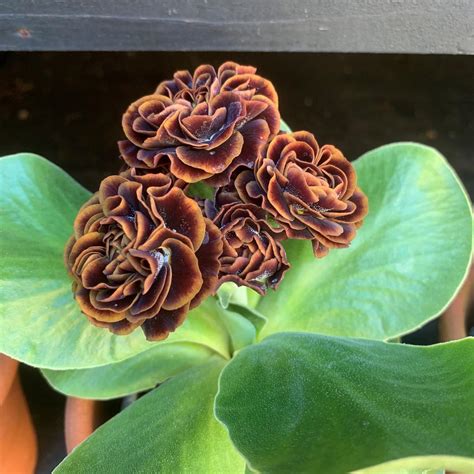 Auricula William Gunn Summerdale Garden Nursery