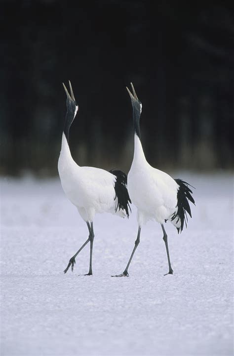 Red Crowned Crane Grus Japonensis Pair Photograph By Konrad Wothe