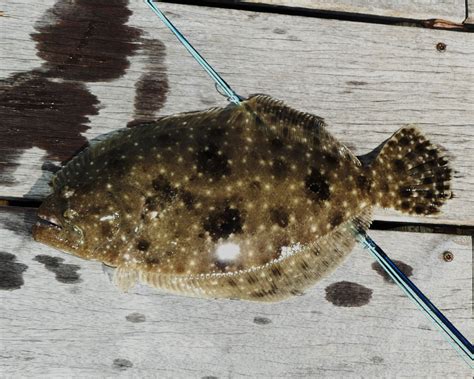 The Enigmatic Flounder Unveiling The Secrets Of Flounder Fish In