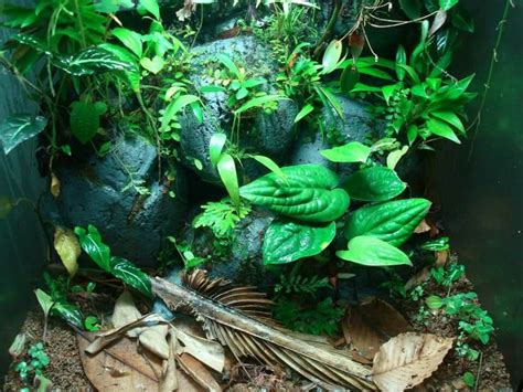 Pin By Dani On Terrarien Reptilien Gecko Terrarium Frog Tank