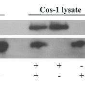 Pkgi Blocks Lpa Induced Membrane Translocation Of Rhoa A