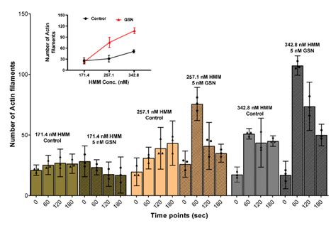 Number Of Actin Filaments In The In Vitro Motility Assay At Different