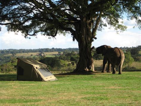 Accommodation 5 Day Budget Camping Safari Tanzania Tarangire Serengeti Ngorongoro And Lake