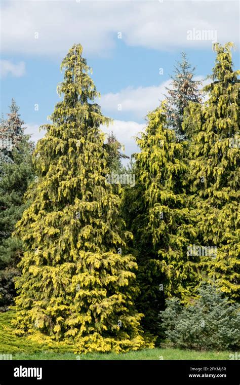 Evergreen Conical Tree Lawson False Cypress Chamaecyparis