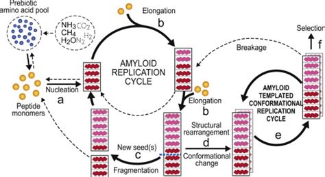 Schematic Representation Of The Self Replicating Cycles Of Amyloid The