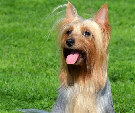 Australian Silky Terrier Cena Hodowla Charakterystyka