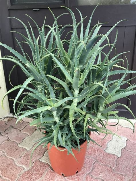 Pianta Di Aloe Arborescens Di Anni