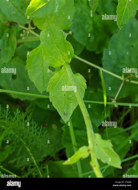 Broadleaf Arnica Arnica Latifolia Plantae Stock Photo Alamy
