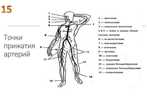 Способы окончательной остановки крови. Практические вопросы ...