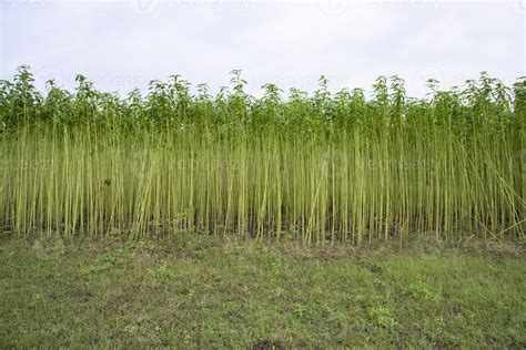 Jute Plant Flower 2