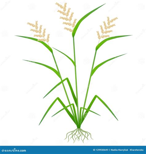 Rice Plant Illustration