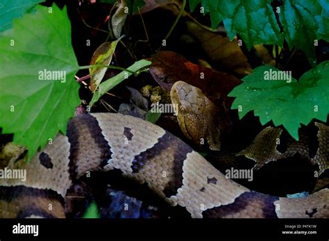 A venomous copperhead snake hides in foliage of the forest floor at ...