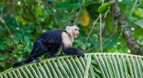 Mammals of Costa Rica - Footprint Travel Guides