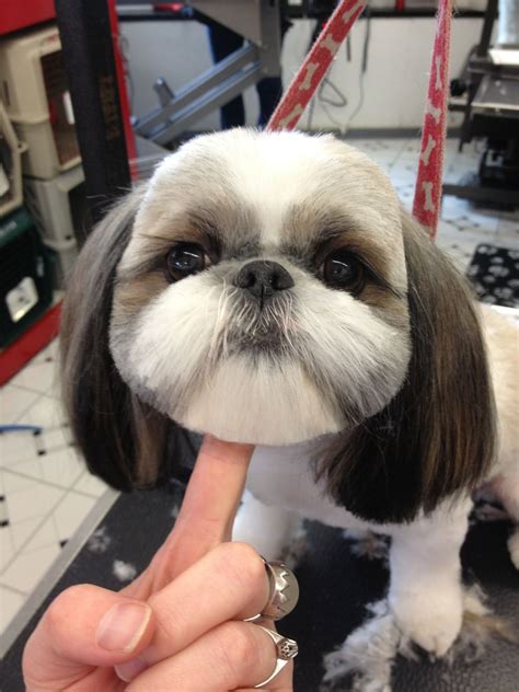 Cute Shih Tzu Puppies Tumblr