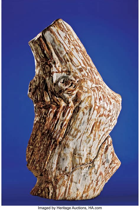 PETRIFIED TREE TRUNK. ... Fossils Paleobotany (Plants) | Lot #41265 ...