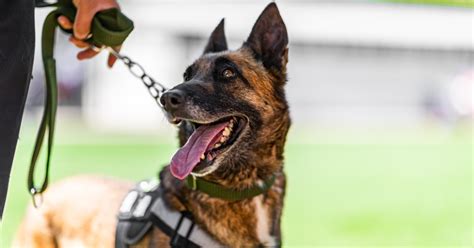 A Complete Guide To Law Enforcement Dogs