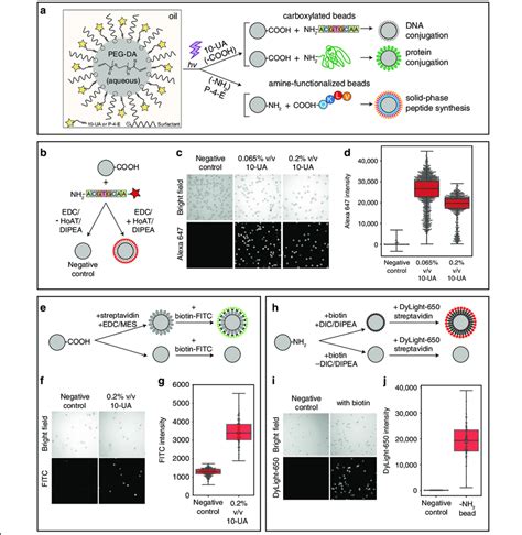 Covalent Conjugation Of Oligonucleotides Proteins And Biotin To