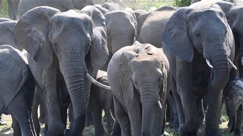 Massive Herd Of 100 Elephants Walks Right Past My Vehicle On The Beat In The Manyeleti 124