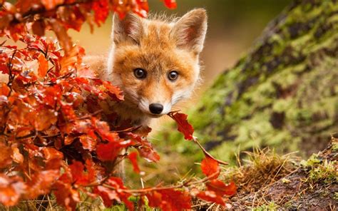 Foxes Autumn Wallpapers - Wallpaper Cave