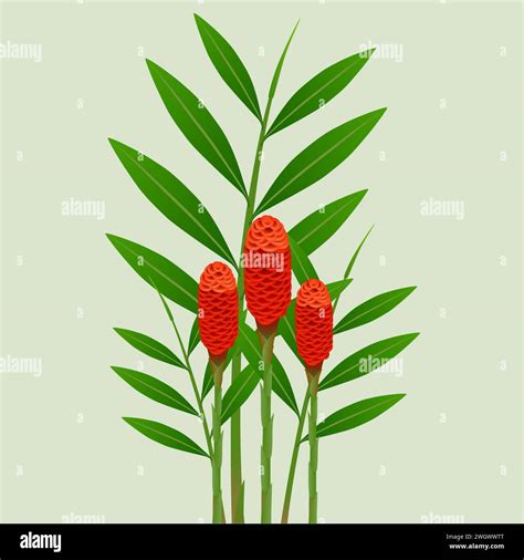 Zingiber Spectabile Ginger Flowers With Leaves On Green Background