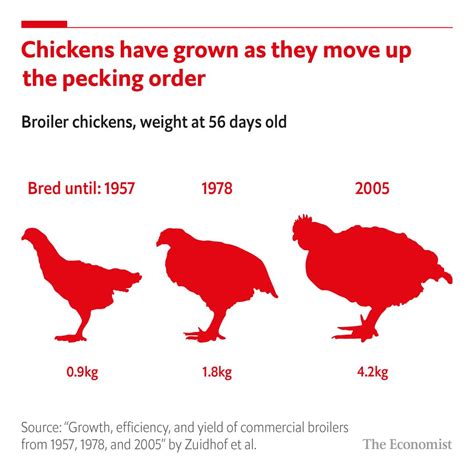 The Economist On Linkedin Humans Eat So Many Chickens That The Birds